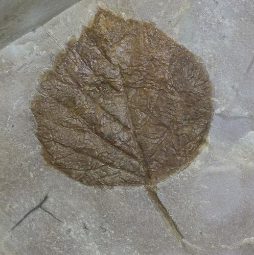 Paleocene Fossil Leaf (Davidia) - Montana #68318